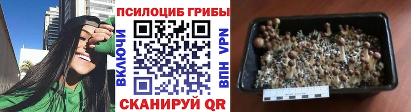 Галлюциногенные грибы мицелий  Черногорск 